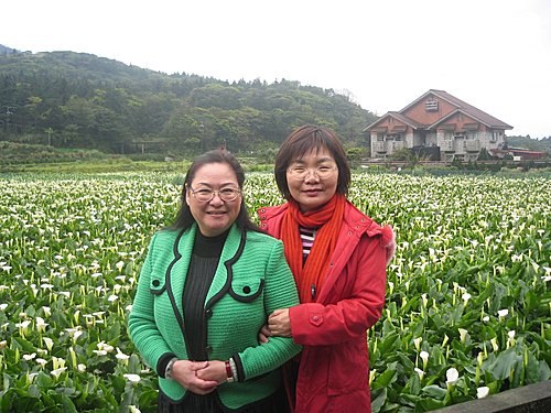 陽明山竹子湖 李靜美與陳淑芬艷芋 陽明山竹子湖 李靜美與陳淑芬艷芋