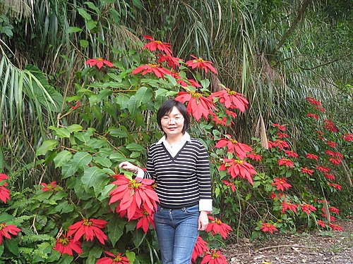 瑞里聖誕紅 獨留回憶向黃昏 瑞里聖誕紅 獨留回憶向黃昏