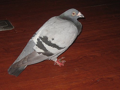 賽鴿緣起 象山第一站聽心經 賽鴿緣起 象山第一站聽心經