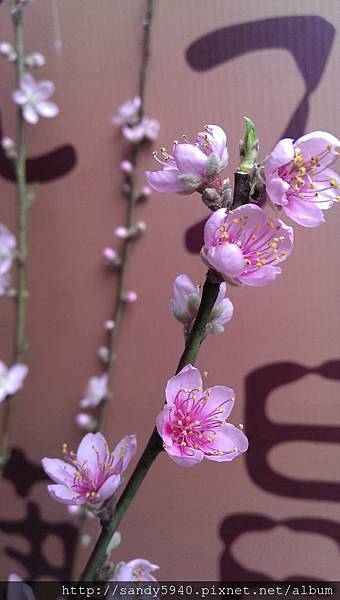 象山第一站杏花朵朵開 象山第一站杏花朵朵開