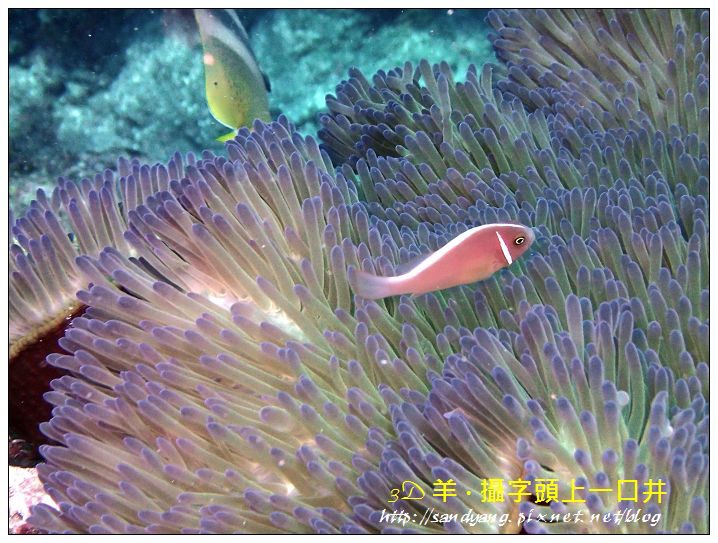 nEO_IMG_【粉紅小丑、咖啡小丑】粉紅雙鋸魚(Amphiprion perideraion).jpg