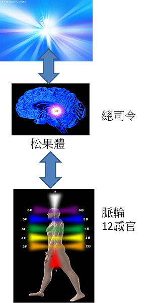 12 感官與松果體圖檔