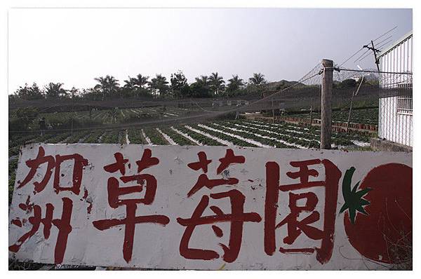 採草莓12.jpg 採草莓12.jpg