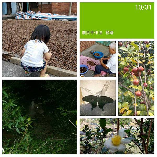 2014農民手做油 苦茶油 開始預購