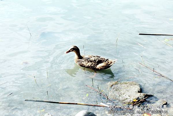  2012 9 23 宜蘭ITU洲際盃鐵人三項錦標賽暨全國賽   梅花湖 (38)