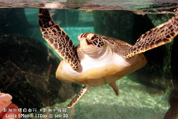 2012 9 30 澎湖水族館 (4)