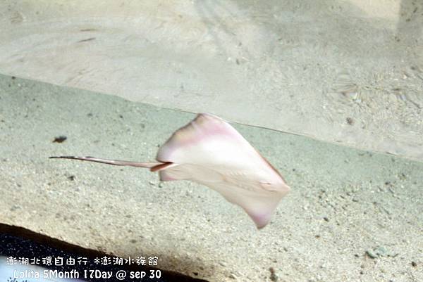 2012 9 30 澎湖水族館 (9)