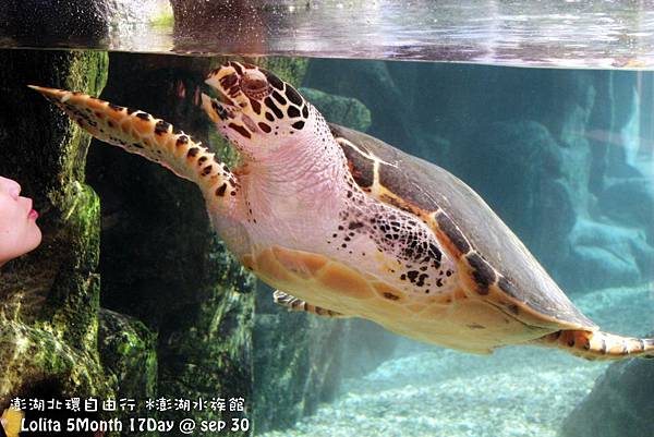 2012 9 30 澎湖水族館 (22)