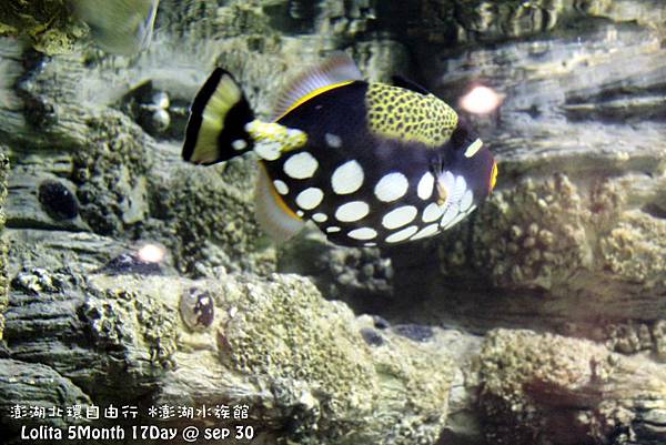 2012 9 30 澎湖水族館 (31)