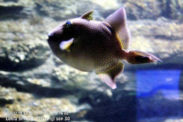 2012 9 30 澎湖水族館 (33)
