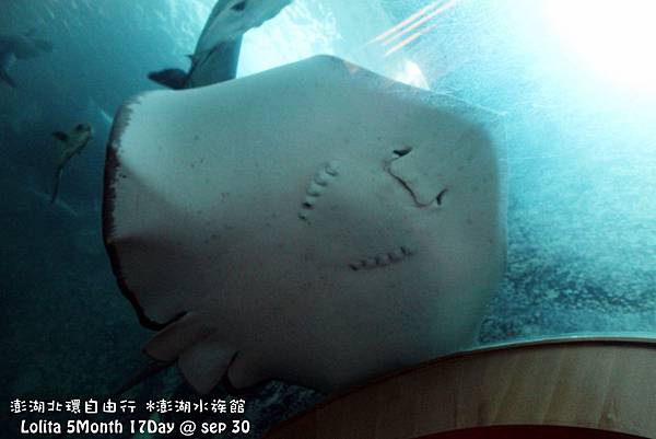 2012 9 30 澎湖水族館 (47)