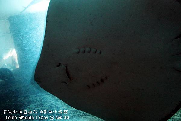 2012 9 30 澎湖水族館 (50)