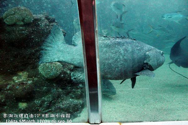 2012 9 30 澎湖水族館 (52)