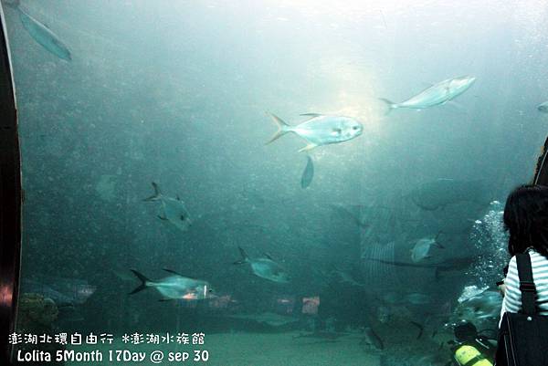2012 9 30 澎湖水族館 (55)
