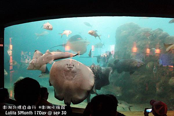 2012 9 30 澎湖水族館 (66)