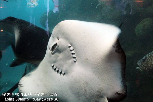 2012 9 30 澎湖水族館 (70)
