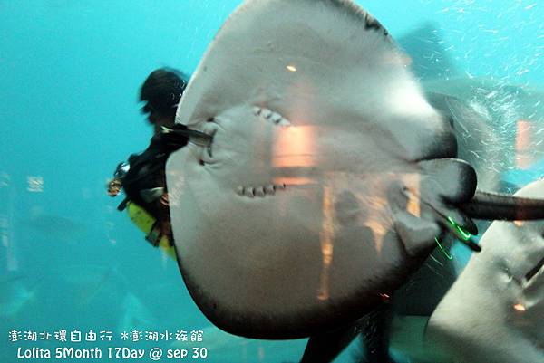 2012 9 30 澎湖水族館 (72)