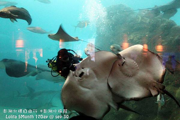 2012 9 30 澎湖水族館 (78)