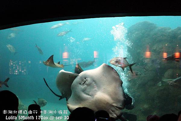 2012 9 30 澎湖水族館 (85)