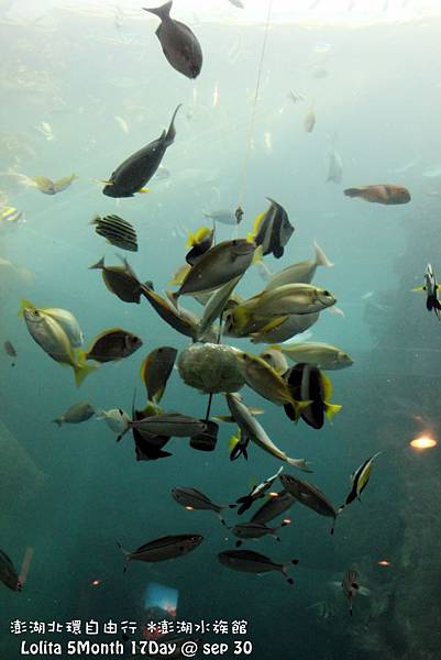 2012 9 30 澎湖水族館 (110)