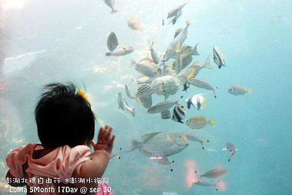 2012 9 30 澎湖水族館 (111)