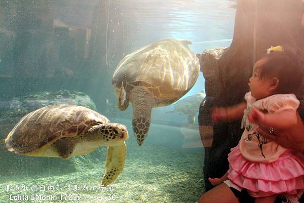 2012 9 30 澎湖水族館 (124)