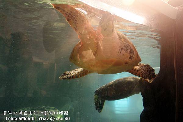 2012 9 30 澎湖水族館 (130)