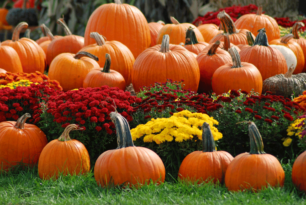 mums-and-pumpkins
