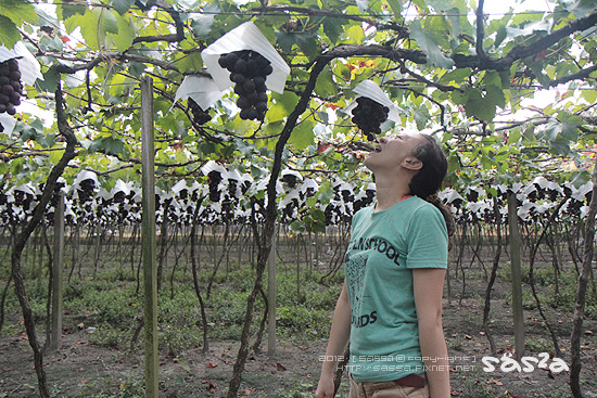 這樣就吃的到囉