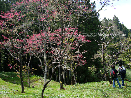 山櫻花