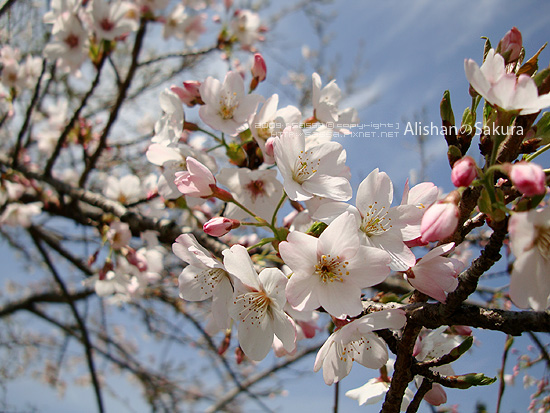 大島櫻