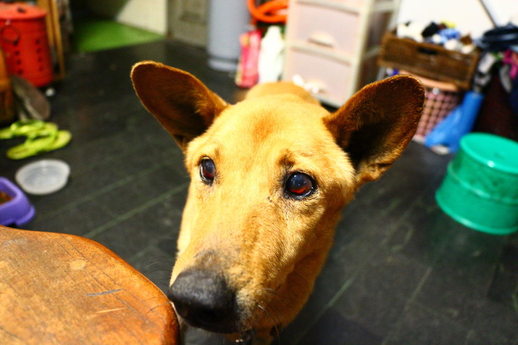 拍攝於：2014/05/05