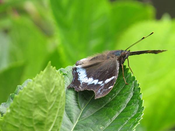 IMG_9365.JPG IMG_9365.JPG