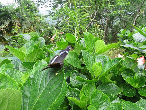 IMG_9371.JPG IMG_9371.JPG