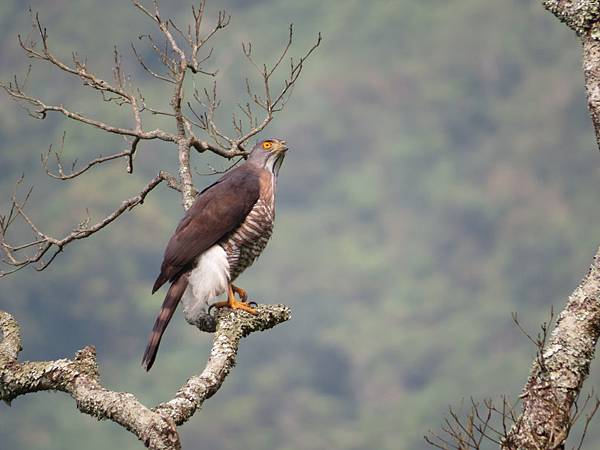 IMG_9411.JPG IMG_9411.JPG