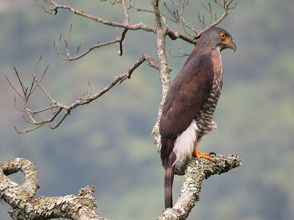 IMG_9414.JPG IMG_9414.JPG