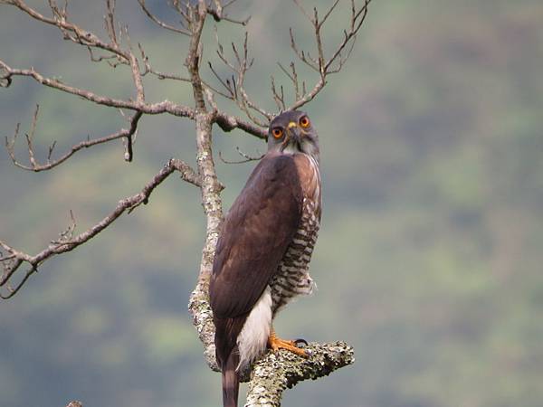 IMG_9417.JPG IMG_9417.JPG