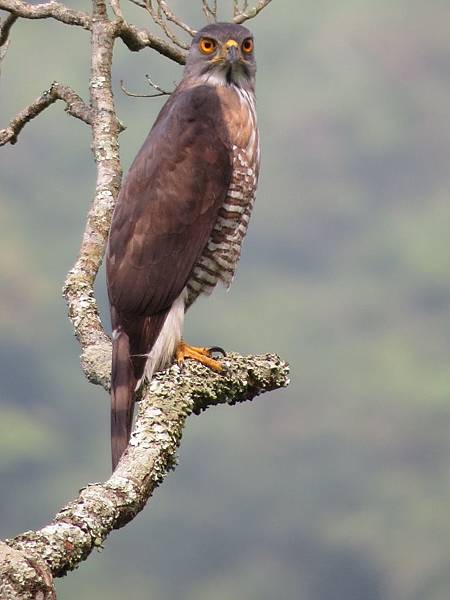 IMG_9432.JPG IMG_9432.JPG