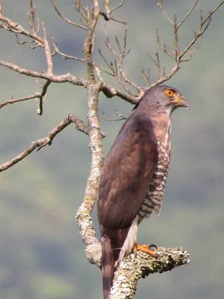 IMG_9436.JPG IMG_9436.JPG