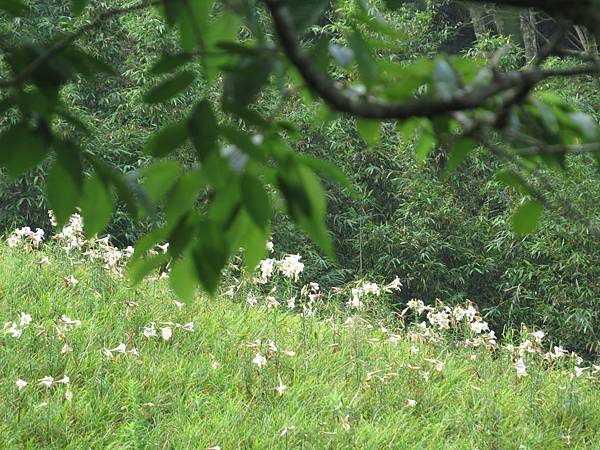 IMG_9444.JPG IMG_9444.JPG