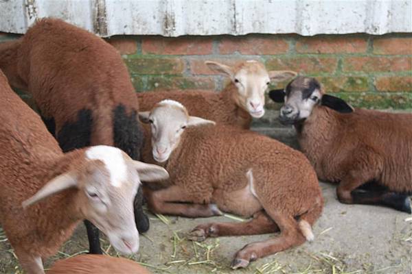 IMG_9419.JPG IMG_9419.JPG