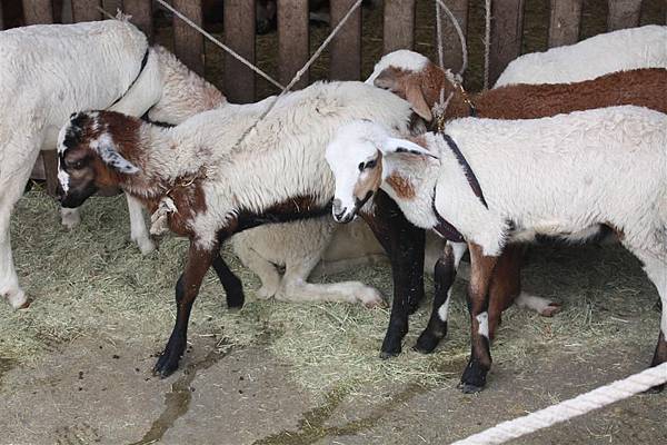 IMG_9454.JPG IMG_9454.JPG