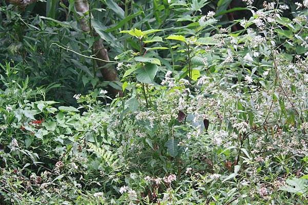 IMG_9472.JPG IMG_9472.JPG