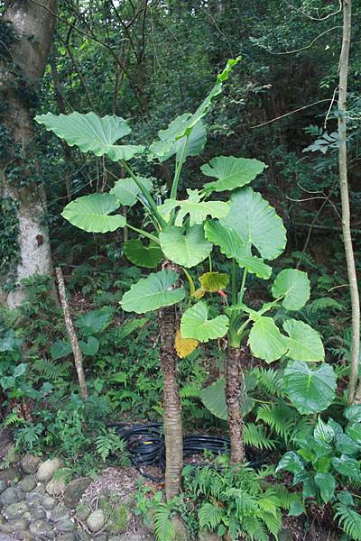 IMG_9480.JPG IMG_9480.JPG