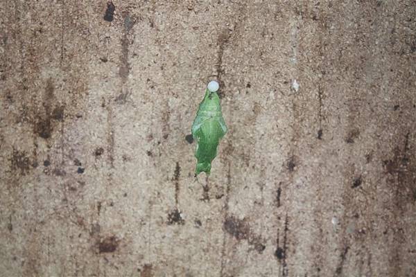 IMG_9497.JPG IMG_9497.JPG