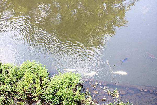 IMG_1265.JPG IMG_1265.JPG