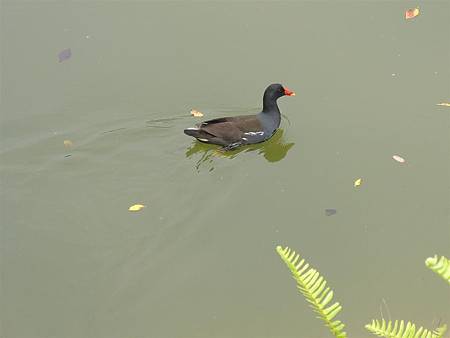 DSCN7413.JPG DSCN7413.JPG