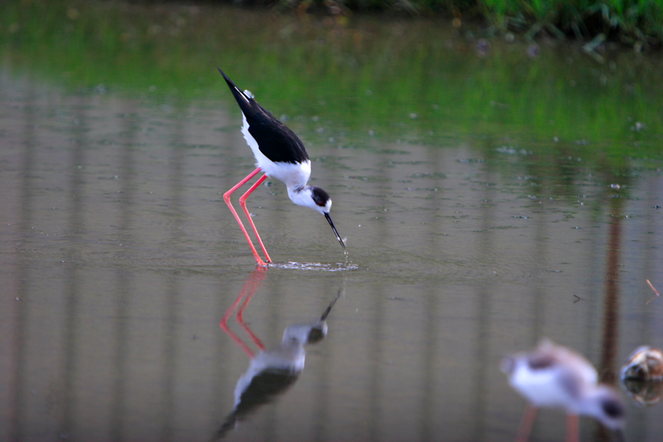 i9695-as02.jpg i9695-as02.jpg