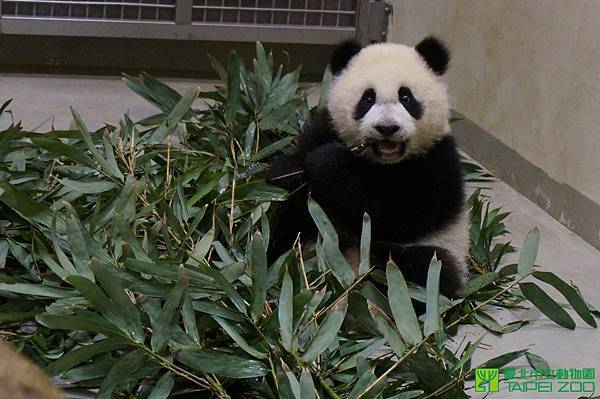 n_20140312_02 圓仔有模有樣學啃竹