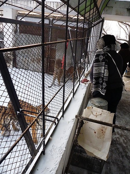 這是唯一一條步行區，可以近距離觀賞